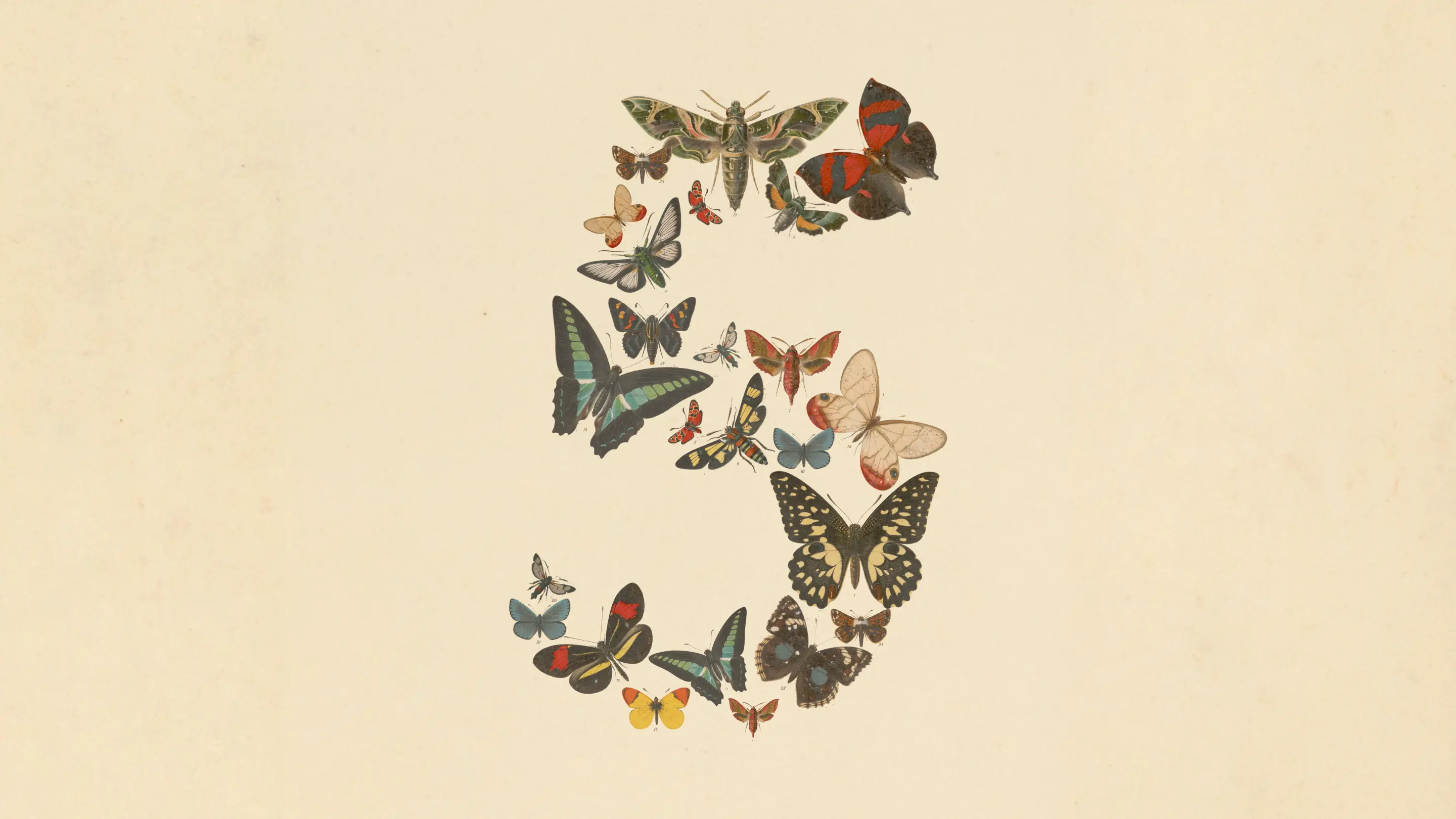 The number five composed of several butterflies